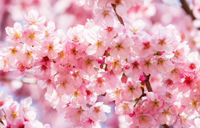 Обои картинки фото цветы, сакура,  вишня, вишня, ветки, розовый, весна