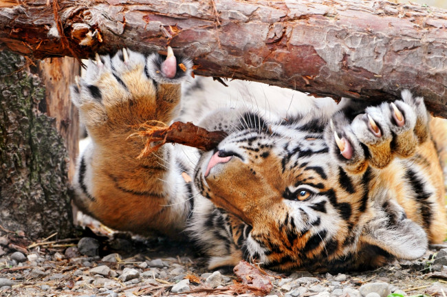 Обои картинки фото животные, тигры, бревно, когти, тигр