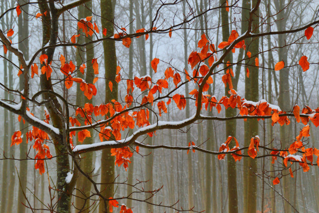 Обои картинки фото природа, лес, осень, снег, листья