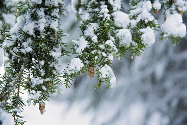 Обои картинки фото природа, зима, шишка, ветки, снег