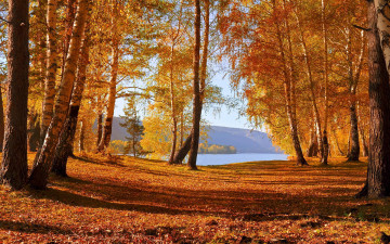 Картинка природа лес краски осени листопад деревья озеро осень