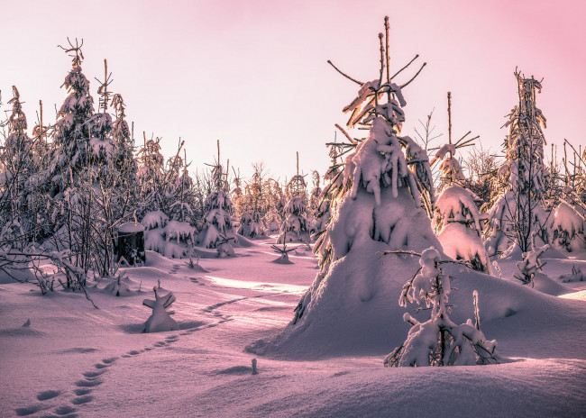 Обои картинки фото природа, зима, следы, деревья, сугробы, снег