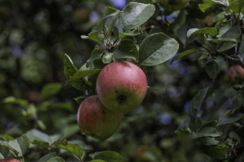 обоя природа, плоды, яблочко