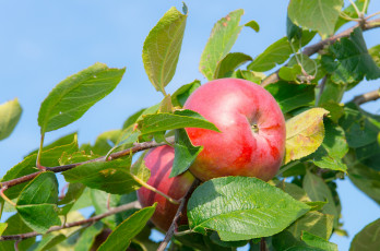 Картинка природа плоды яблочко