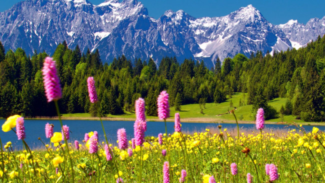 Обои картинки фото природа, пейзажи, лес, озеро, цветы, луг, горы