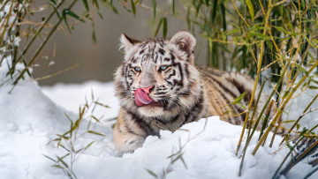 Картинка животные тигры белый тигрёнок