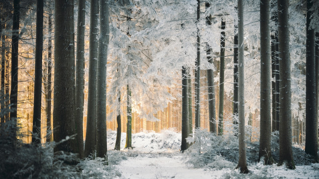 Обои картинки фото природа, лес, снег, зима, деревья