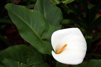 Картинка цветы каллы белая калла
