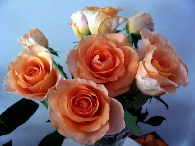Обои картинки фото цветы, розы, чайные, букет