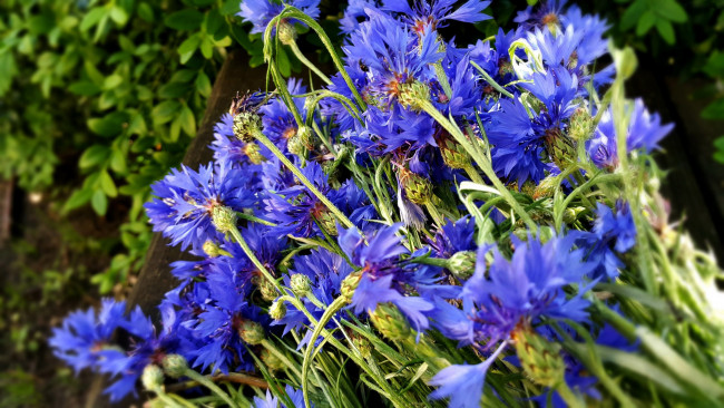 Обои картинки фото цветы, васильки, синие