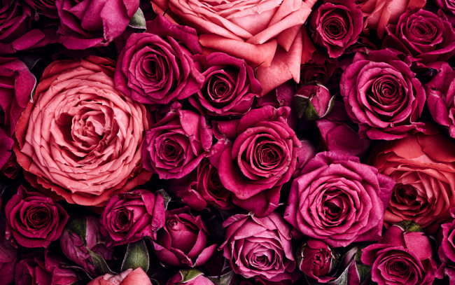 Обои картинки фото цветы, розы, бутоны, много