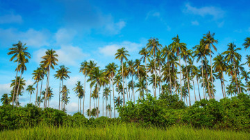 Картинка природа тропики зелень небо трава синева пальмы контраст кусты