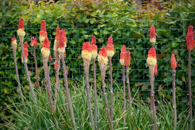 Обои картинки фото kniphofia uvaria, цветы, kniphofia, uvaria