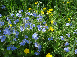 Картинка цветы луговые полевые голубой желтый