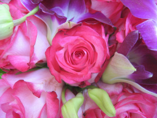 Картинка цветы розы розовый сиреневый