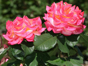 Картинка цветы розы лепестки