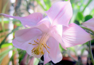 Картинка нежность цветы аквилегия водосбор розовый