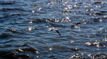 Картинка животные Чайки бакланы крачки птицы чайка море солнце