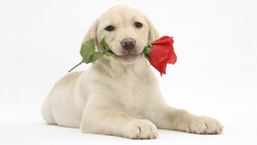 Картинка животные собаки роза цветок щенок
