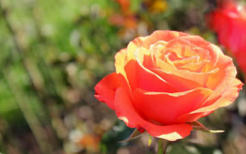 Картинка цветы розы оранжевый капли