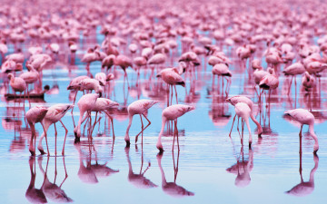 Картинка животные фламинго розовые много