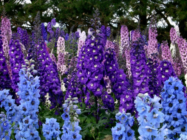 Обои картинки фото цветы, дельфиниум, синий, сиреневый, фиолетовый