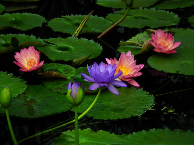 Обои картинки фото цветы, лилии, водяные, нимфеи, кувшинки, розовый, синий, зеленый, вода, листья