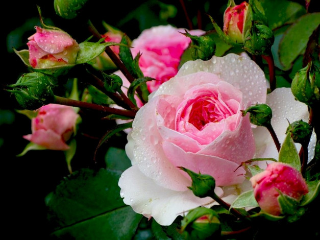 Обои картинки фото цветы, розы, бутоны, капли, вода