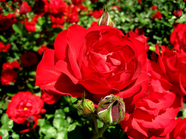 Обои картинки фото цветы, розы, яркий, алый