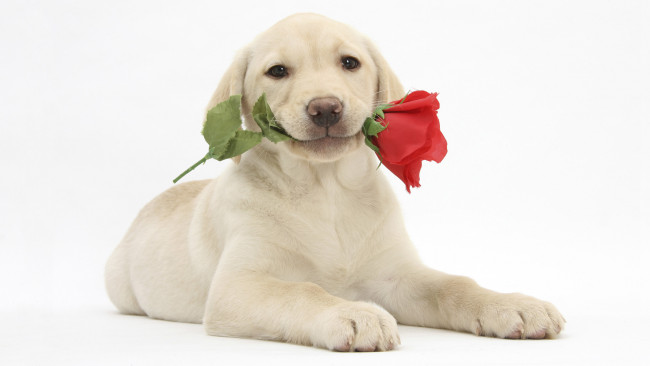 Обои картинки фото животные, собаки, роза, цветок, щенок