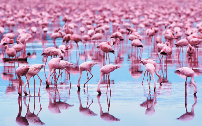 Обои картинки фото животные, фламинго, розовые, много