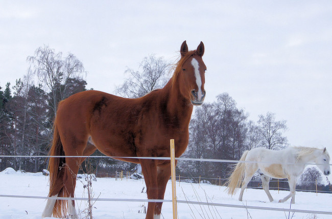 Обои картинки фото животные, лошади, забор, снег