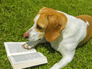 обоя животные, собаки, книга, трава, чтение, собака