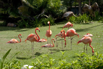 Картинка животные фламинго трава