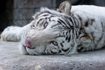 Картинка животные тигры кошка белый тигр взгляд морда