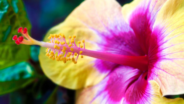 Картинка цветы гибискусы цветок лепестки тычинки природа