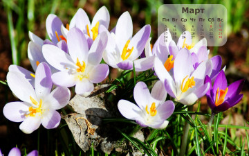 Картинка календари цветы крокусы