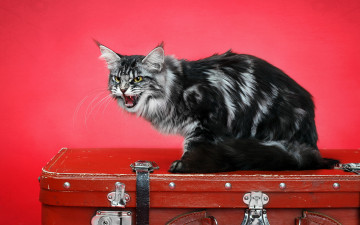 Картинка животные коты чемодан кошка страж