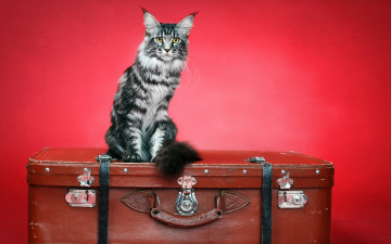 Картинка животные коты фон чемодан кошка