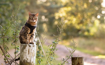 Картинка животные коты природа кошка взгляд