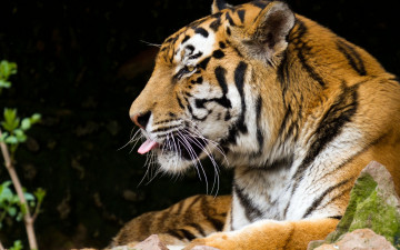 Картинка животные тигры профиль кошка амурский тигр язык