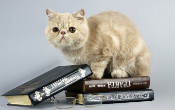 Картинка животные коты очки книги кошка