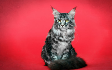Картинка животные коты взгляд кошка фон