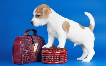 Картинка животные собаки щенок собака сумки