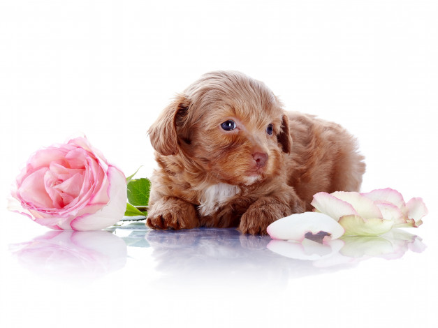 Обои картинки фото животные, собаки, лепестки, собака, роза, цветы
