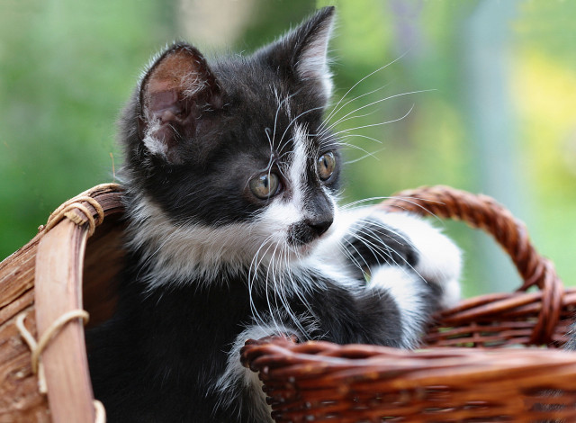 Обои картинки фото животные, коты, взгляд, корзинка, котенок, бело-черный
