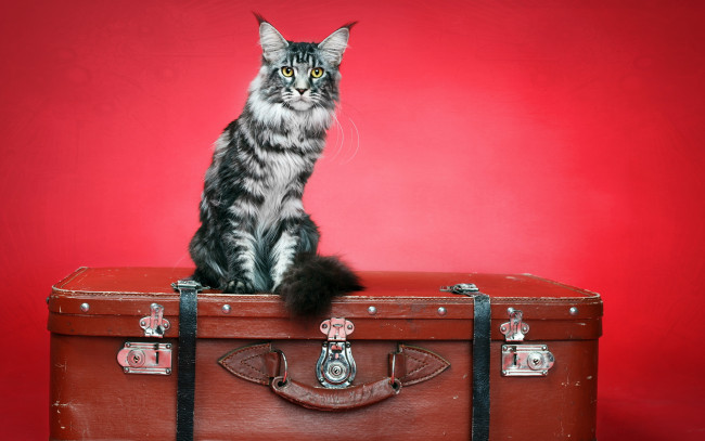 Обои картинки фото животные, коты, фон, чемодан, кошка
