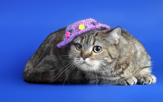 Обои картинки фото животные, коты, фон, шляпка, кошка