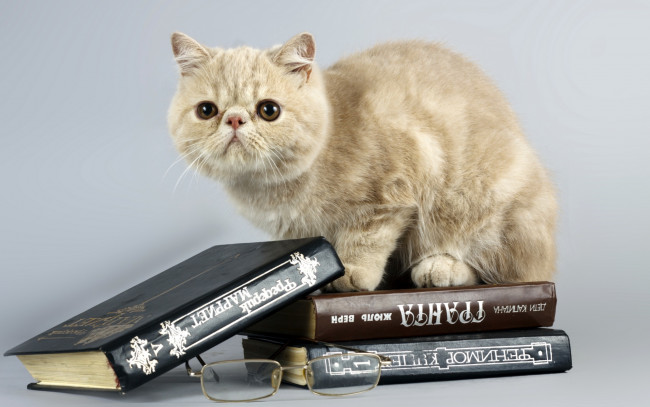 Обои картинки фото животные, коты, очки, книги, кошка