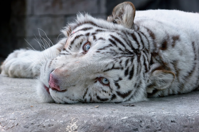 Обои картинки фото животные, тигры, кошка, белый, тигр, взгляд, морда